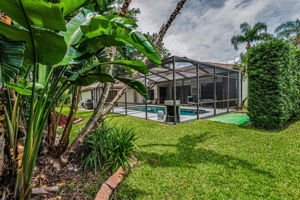 Backyard6