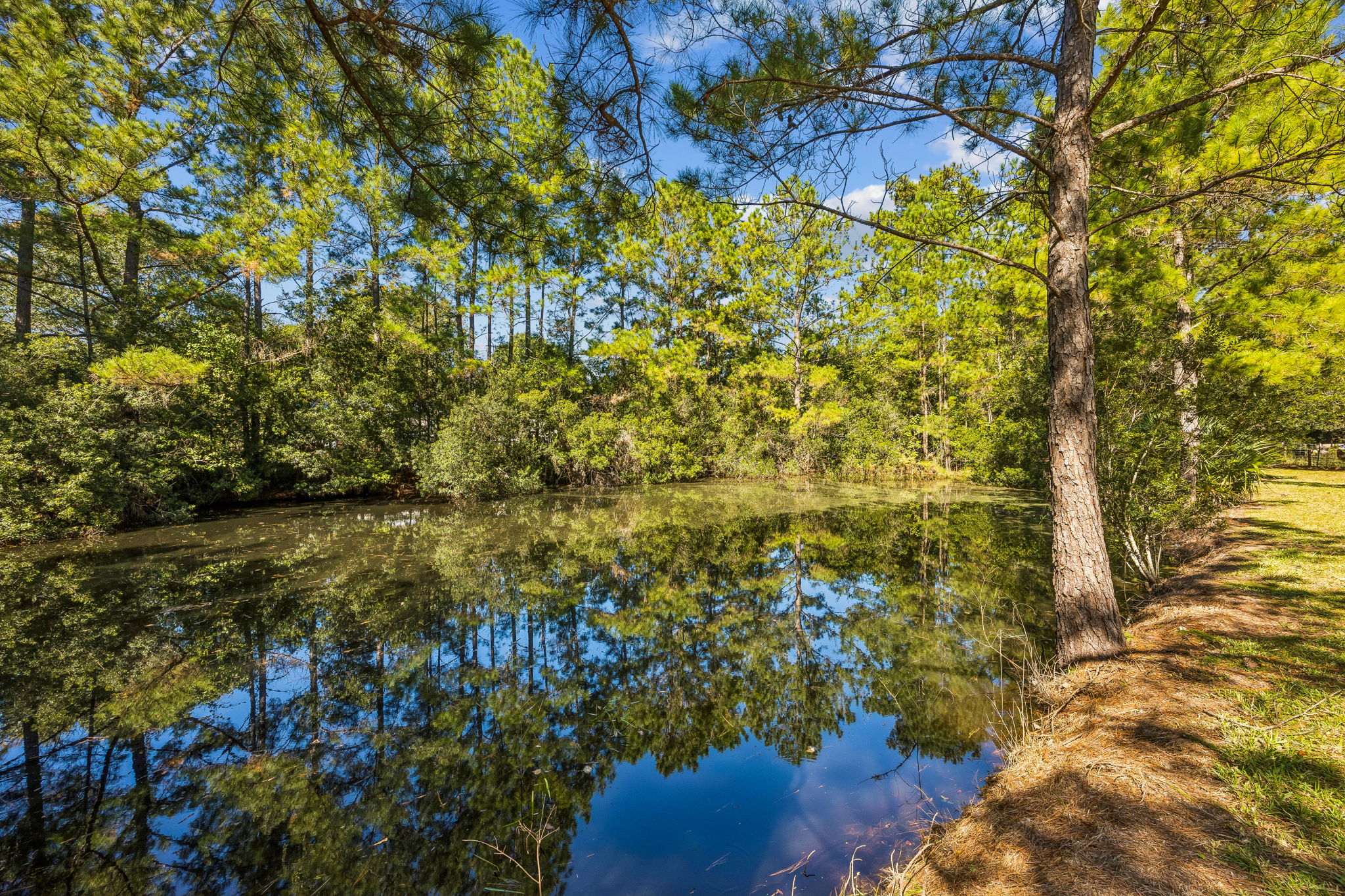 Pond