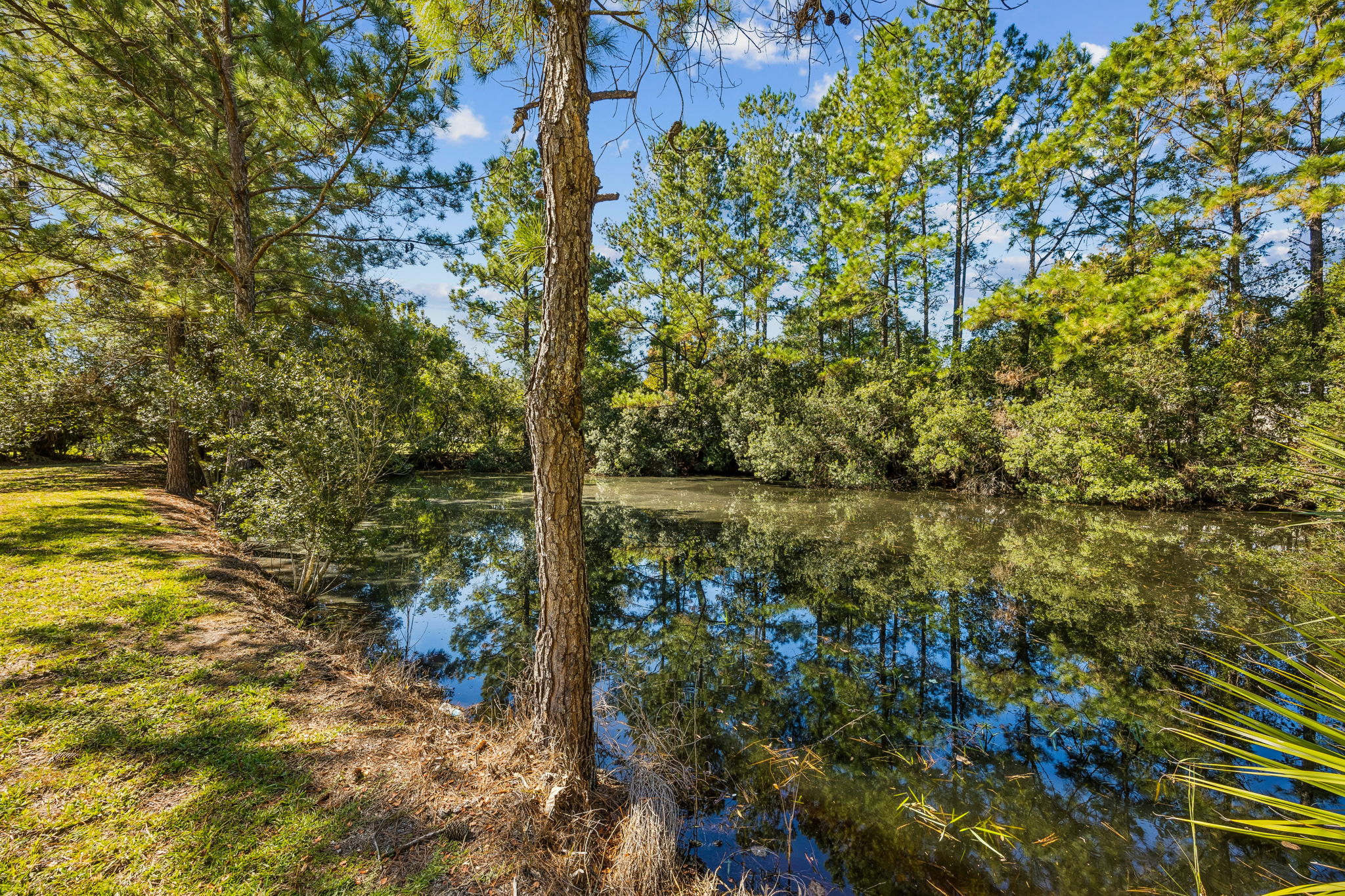 Pond