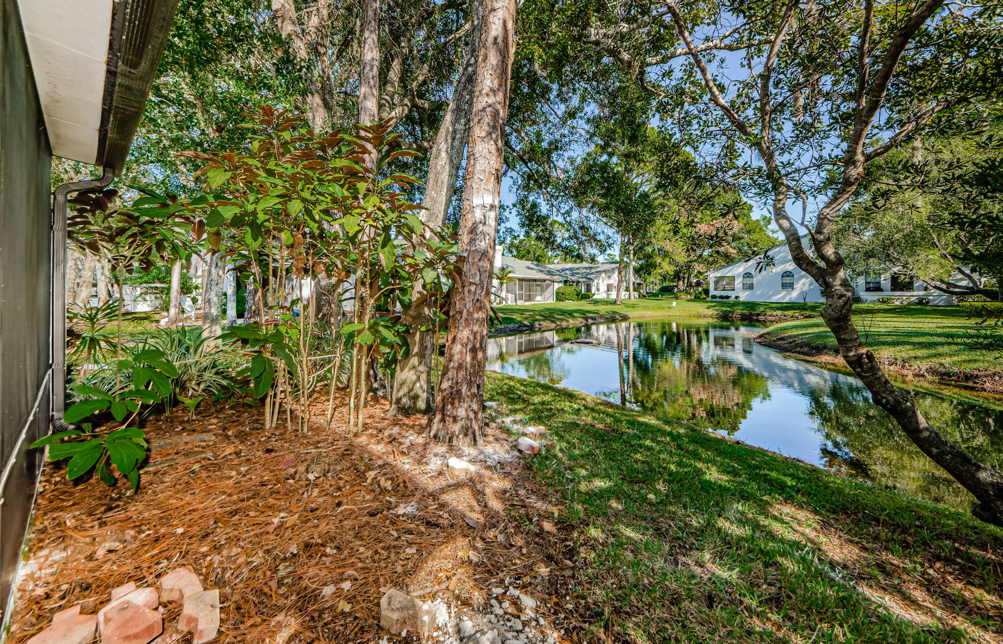 Backyard 1