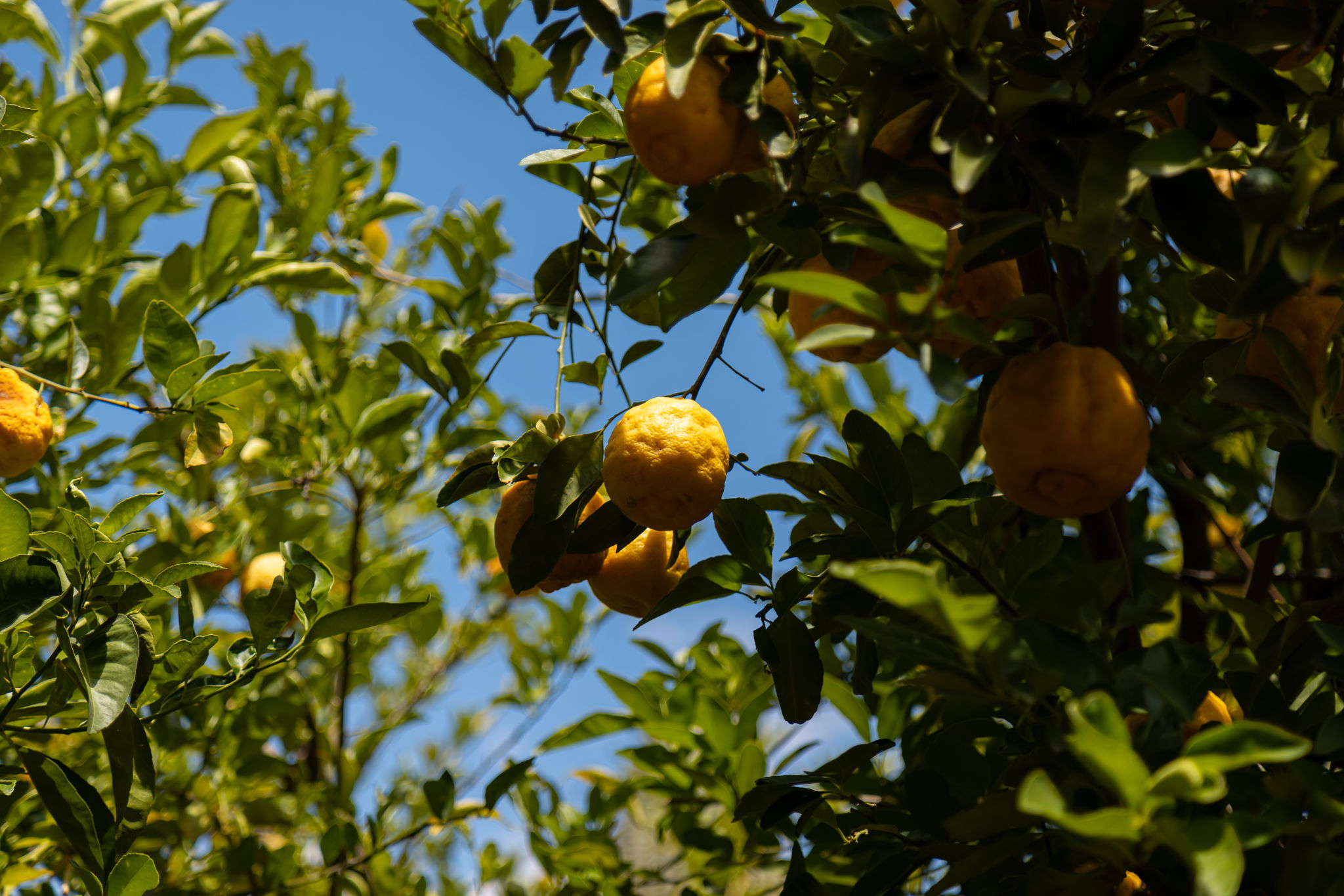 Lemon Tree