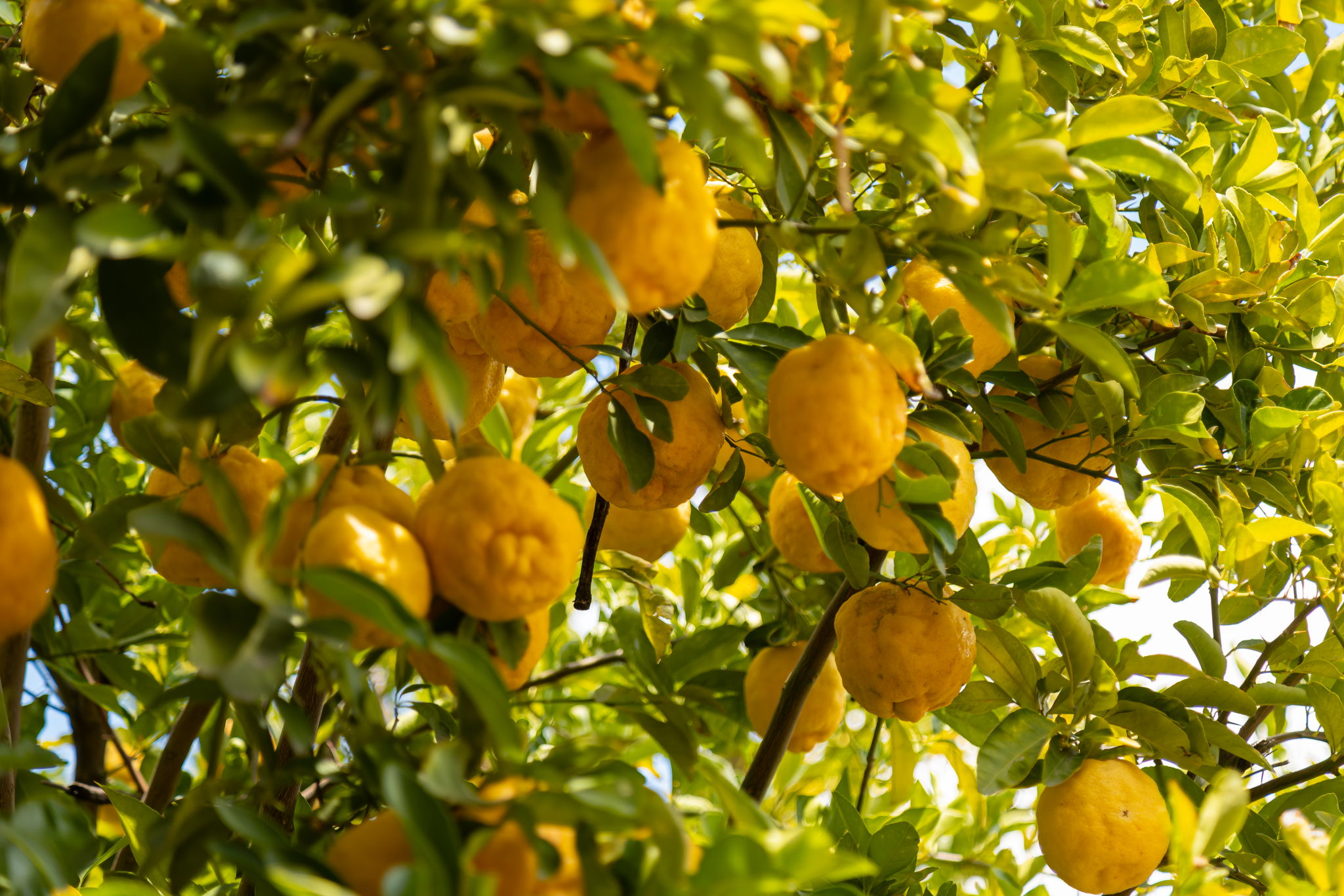 Lemon Tree