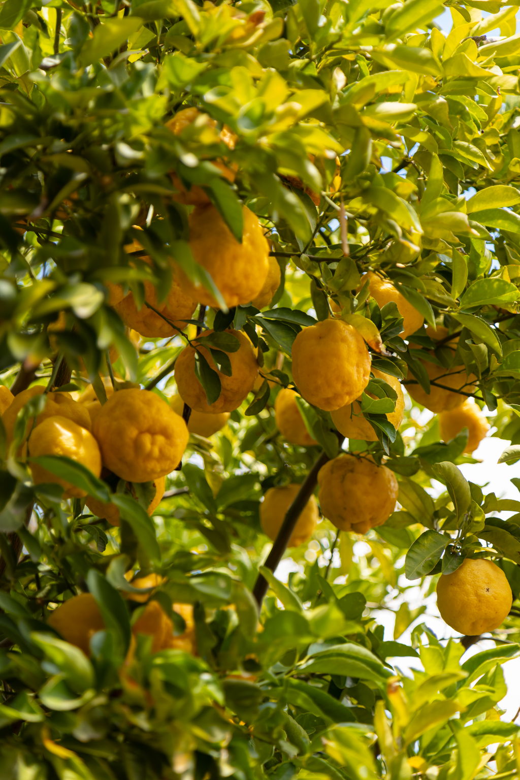 Lemon Tree