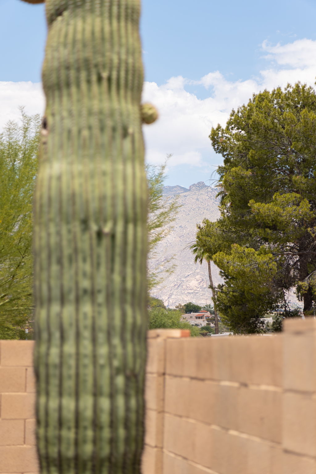 Saguaro Cacti and views