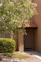 Front Covered Entry  with mature Desert Willow