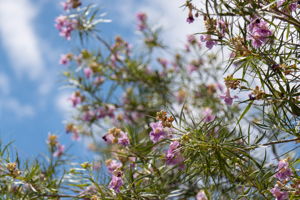 Desert Willow