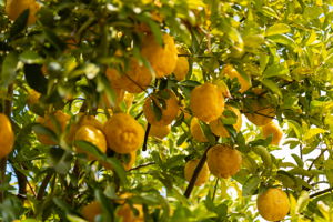 Lemon Tree