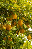 Lemon Tree
