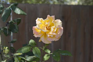  Photo 55
