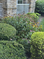 Balcony with flowers in bloom