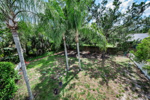Backyard3