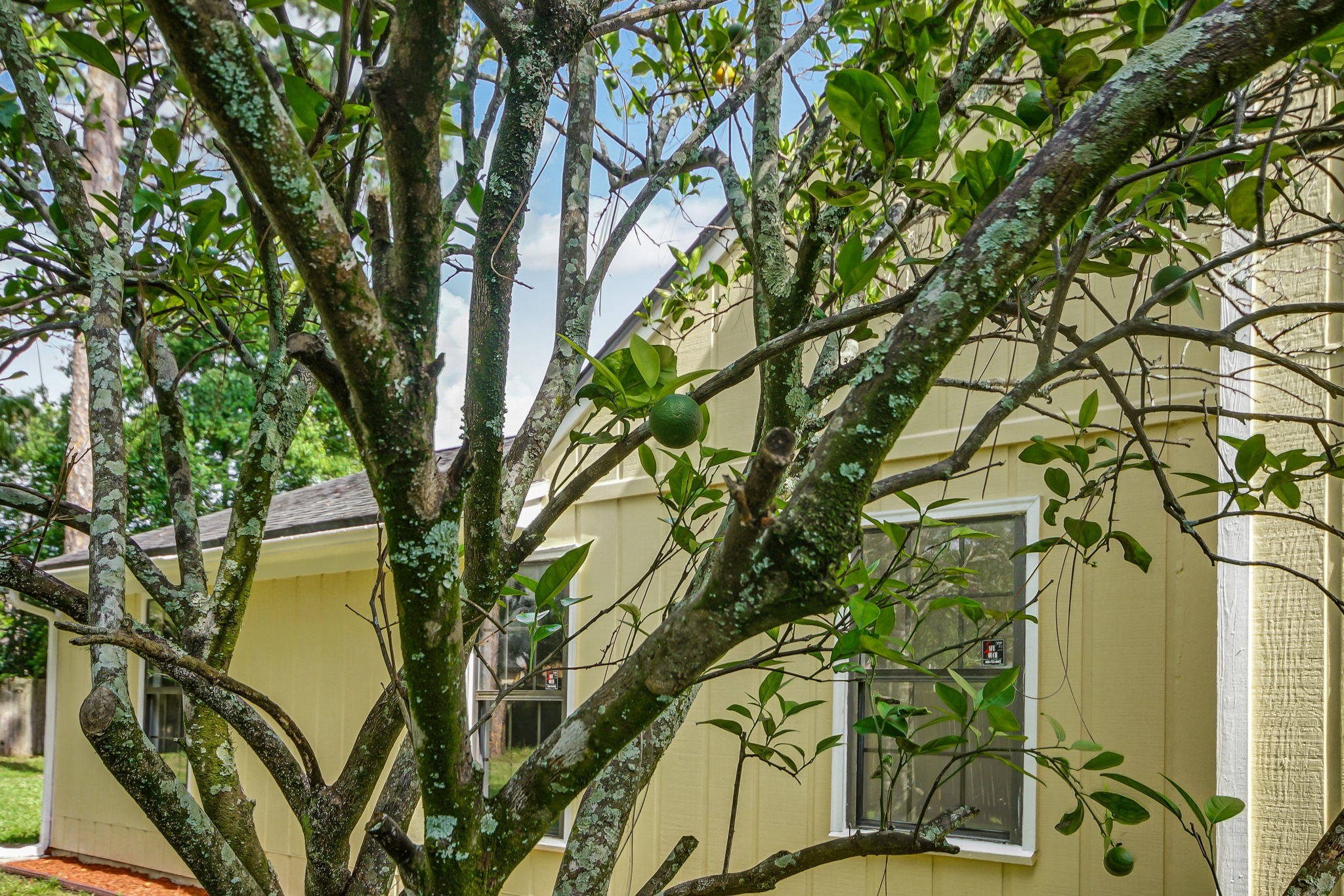 Fruit Trees
