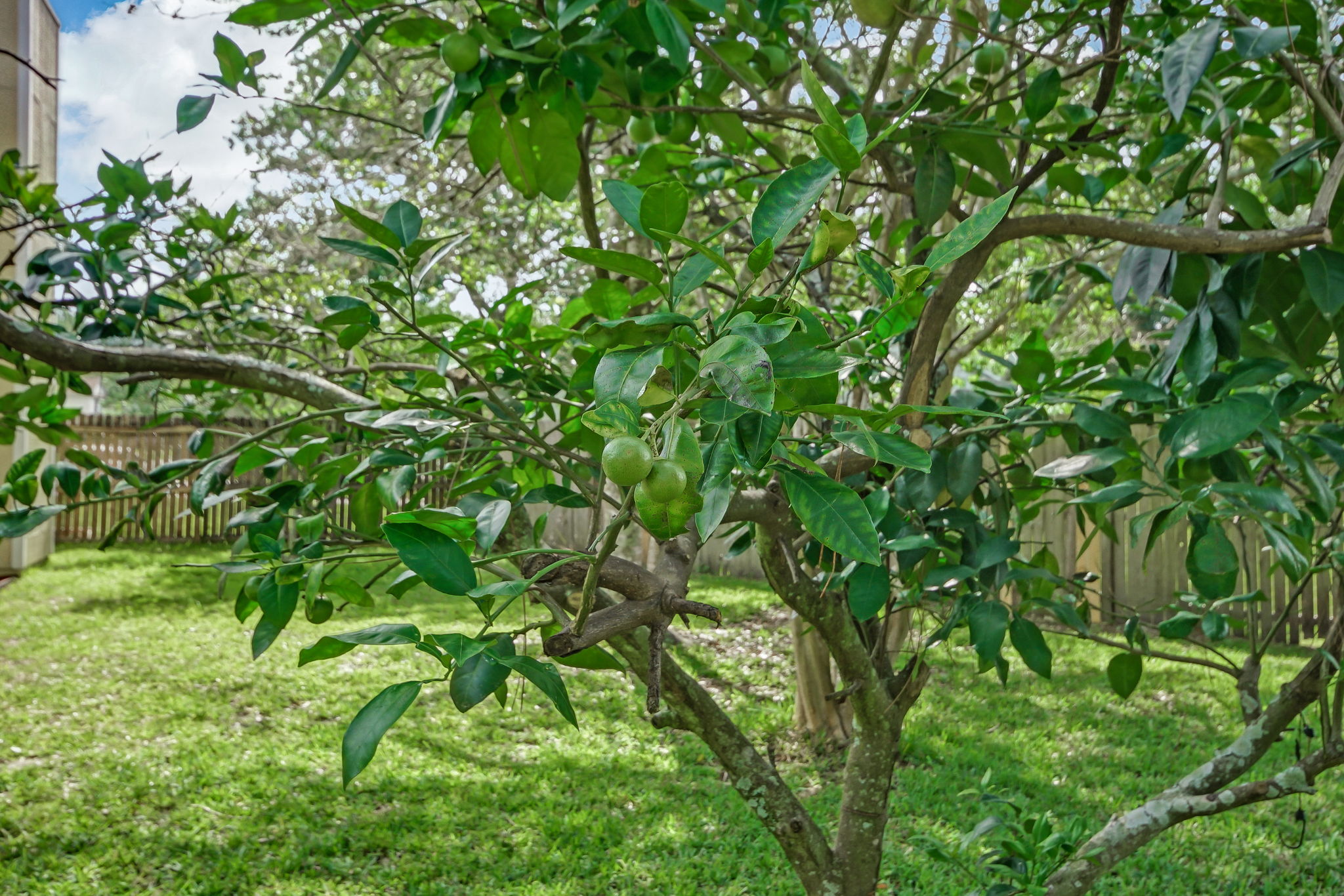 Fruit Trees