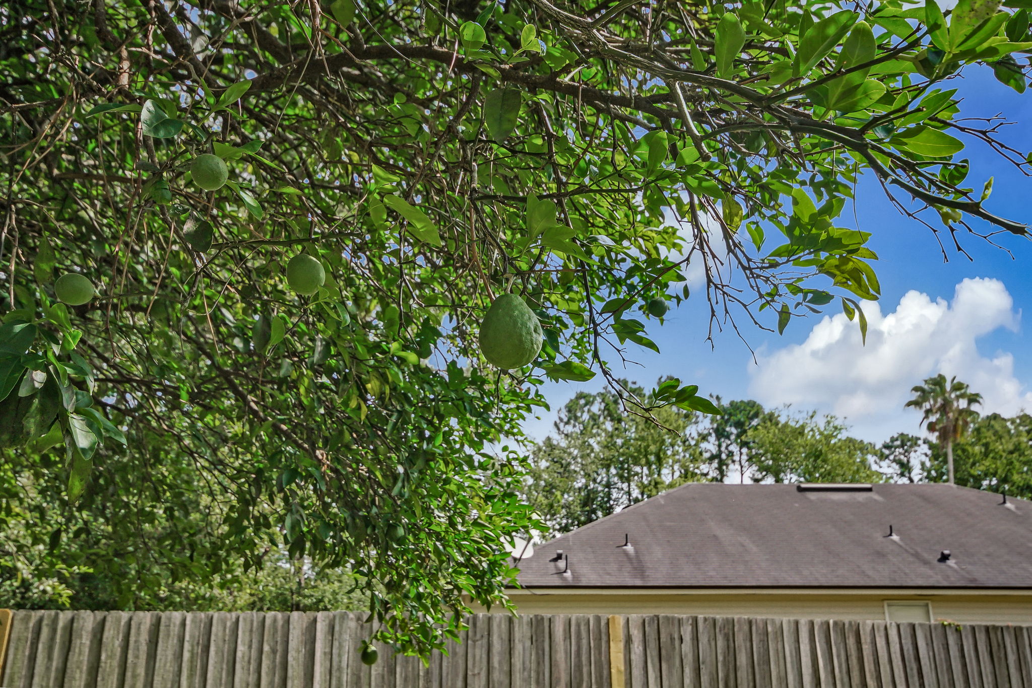 Fruit Trees