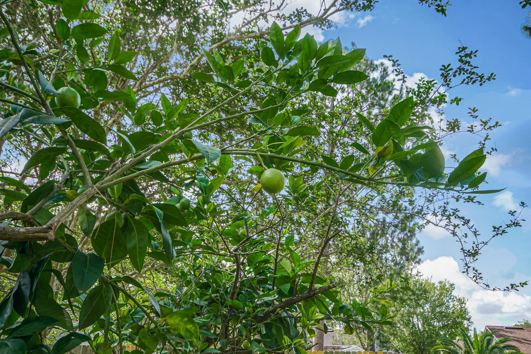 Fruit Trees