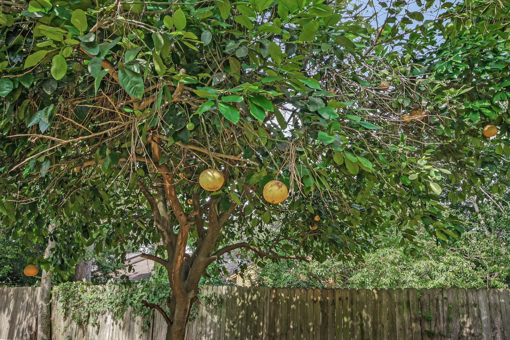 Fruit Trees