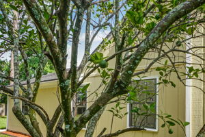 Fruit Trees