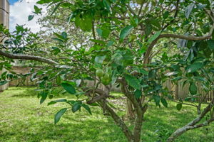 Fruit Trees