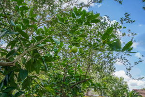 Fruit Trees