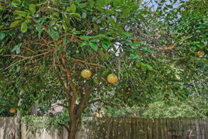 Fruit Trees