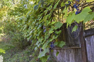  Photo 50
