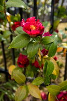 20260325_355ormond_fandel146