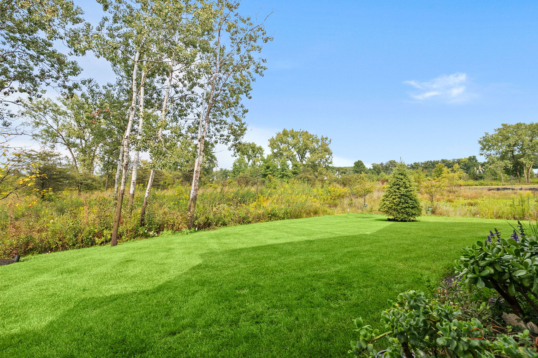 Back View of Wetlands