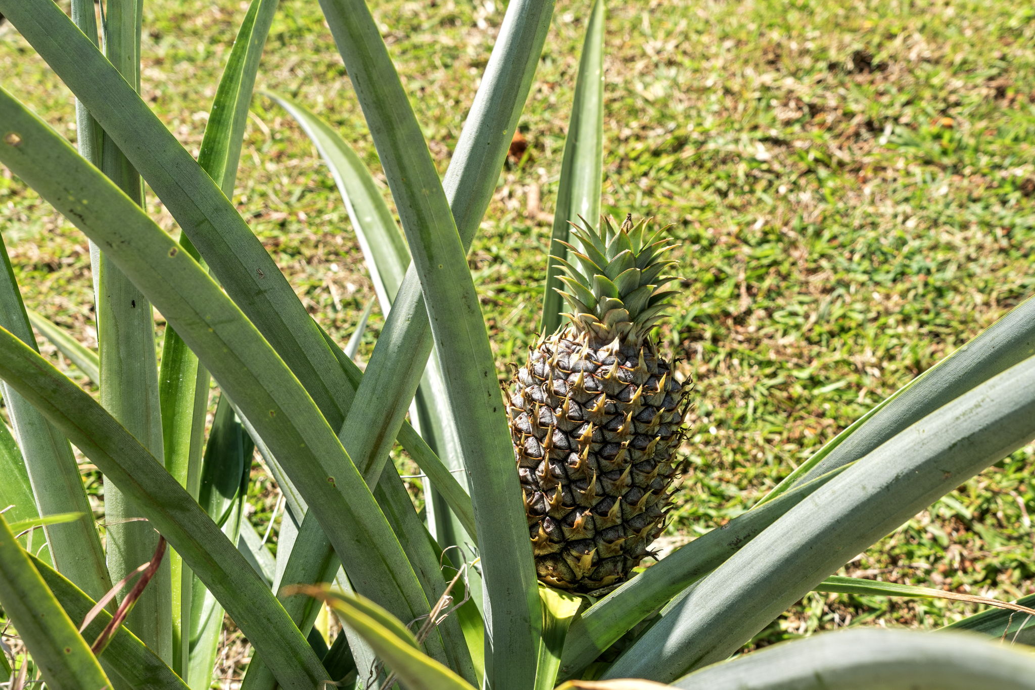 Pineapple
