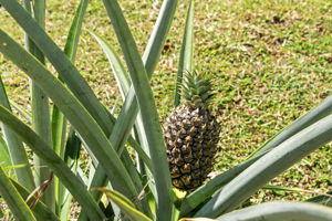 Pineapple