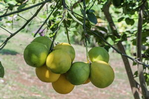 Trees Citrus