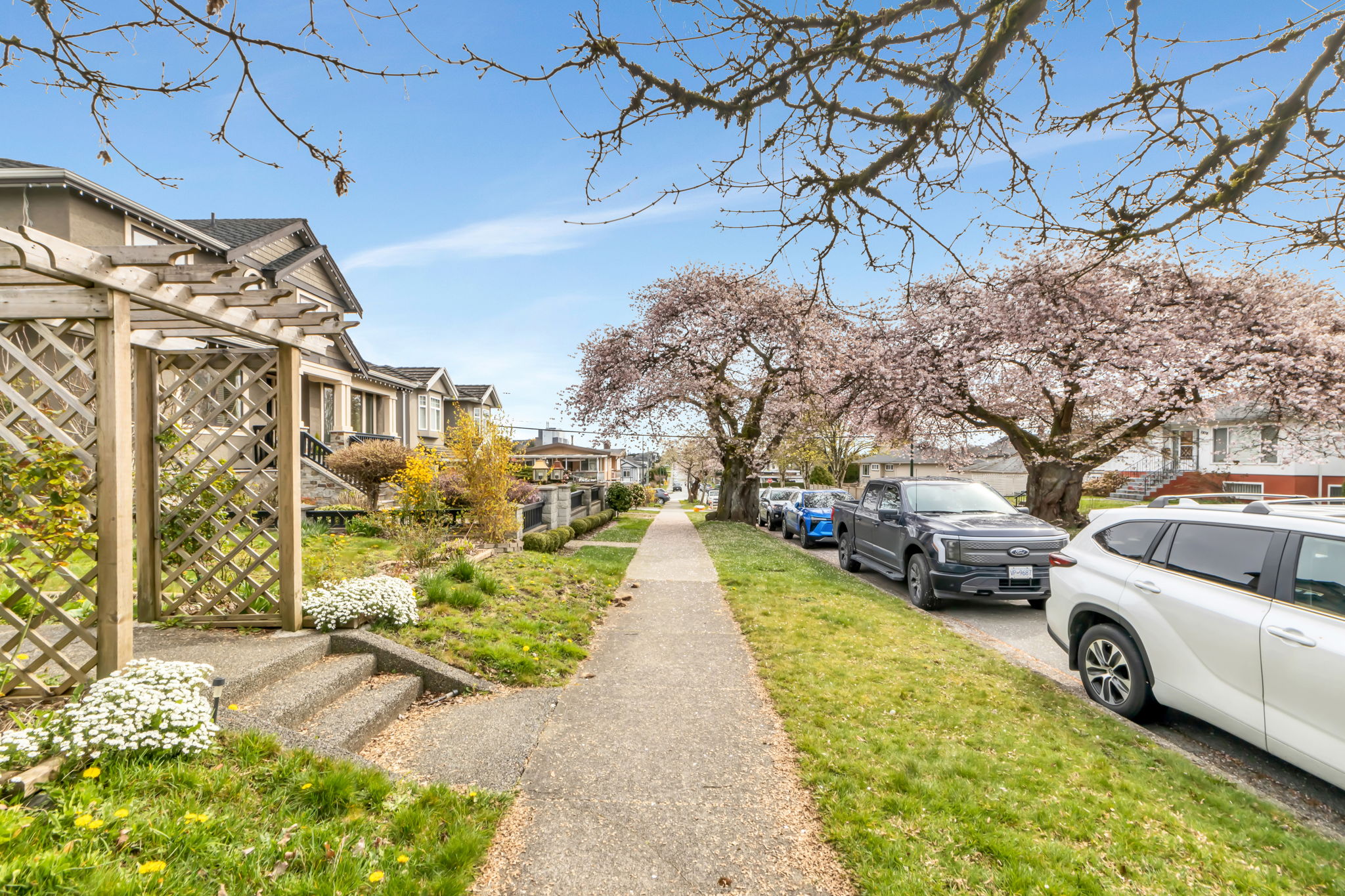 View of Cherry Blossoms