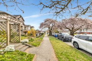 View of Cherry Blossoms