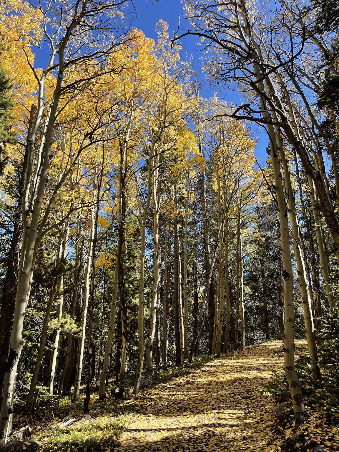 Fall colors on the driveway.