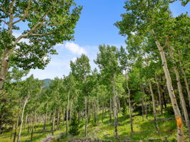 Beautiful Aspen Grove on the property.