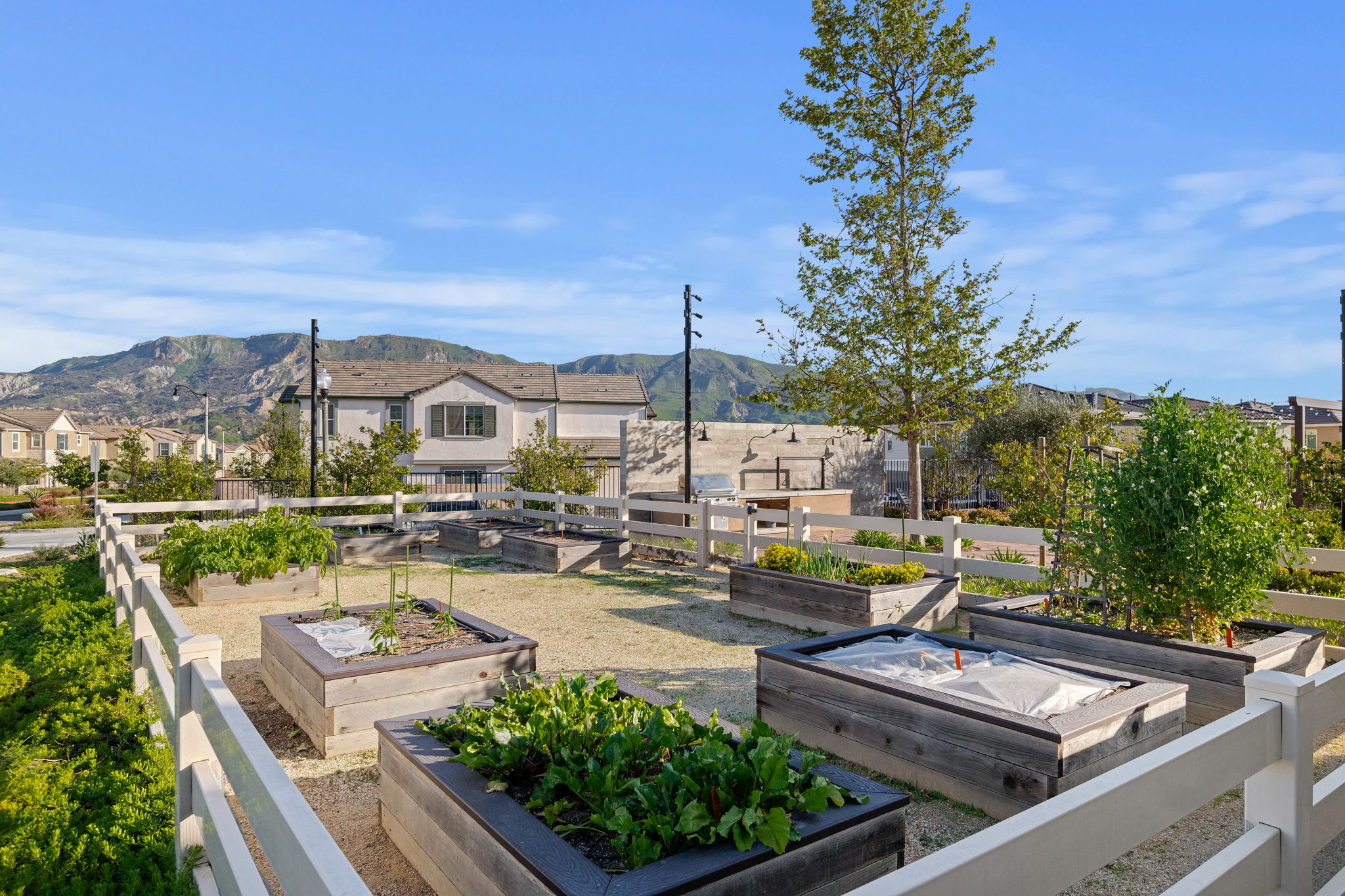 40-Harvest at Limoneira Garden Beds