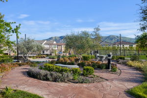 34-Harvest at Limoneira Picnic Area