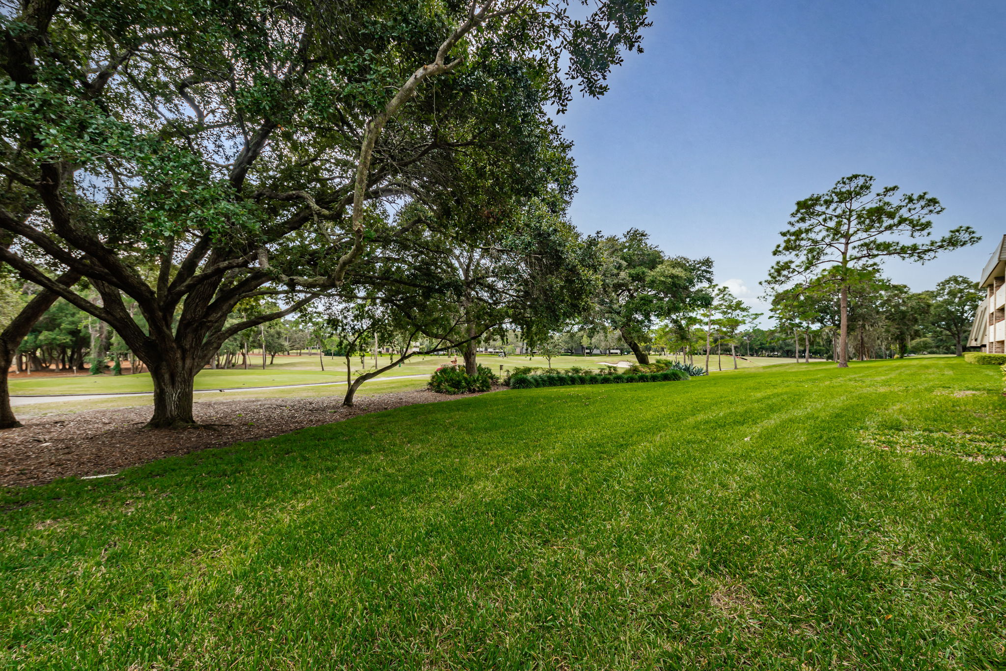 Backyard1-2
