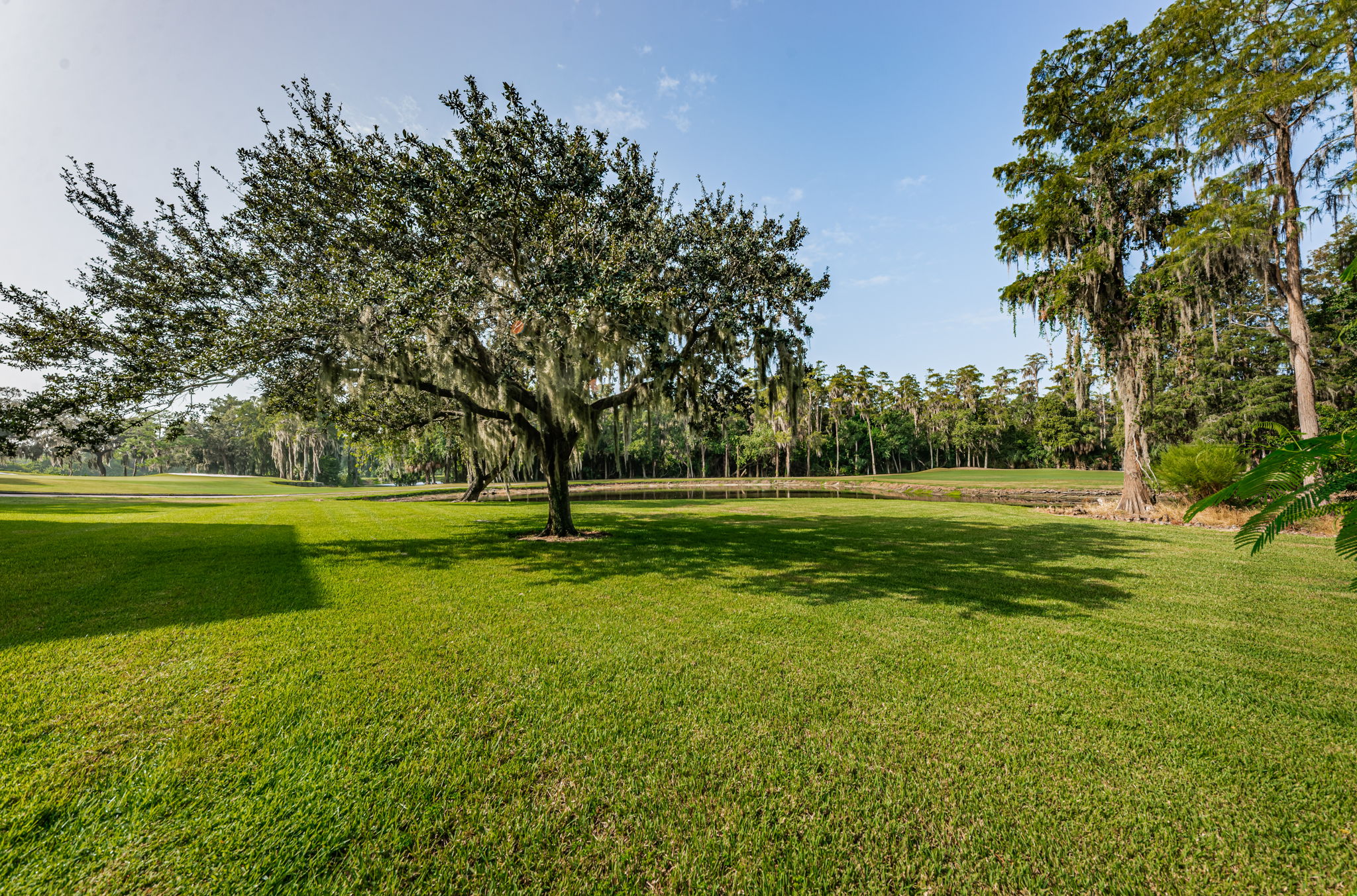 Backyard11