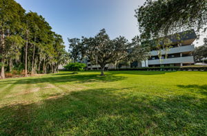 Backyard1