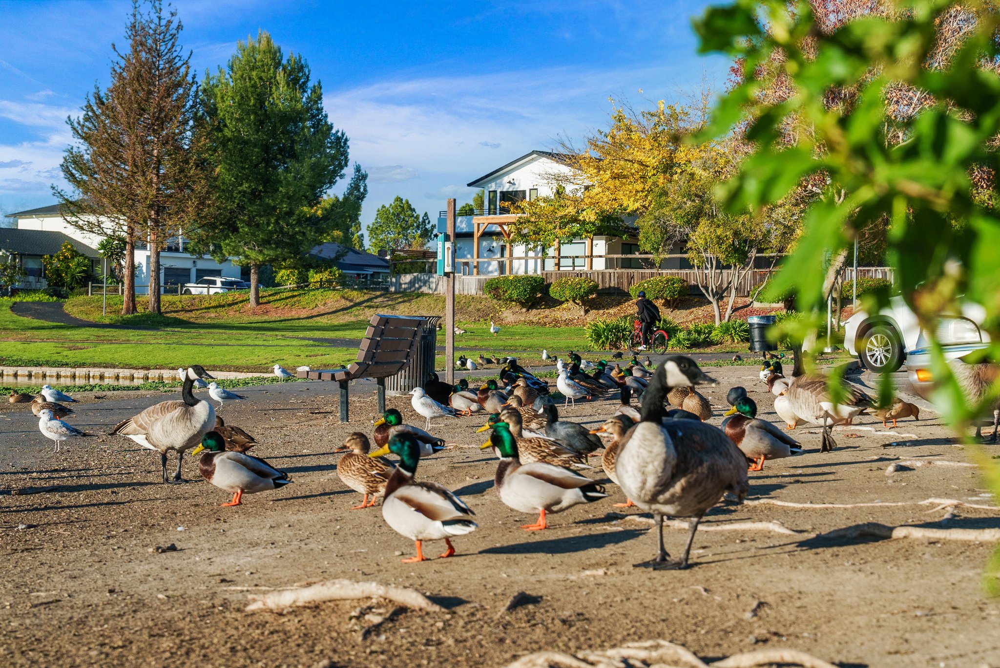 Lakeshore Park Lake