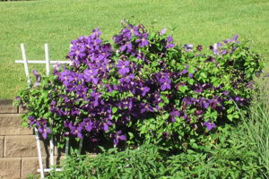  Photo 43