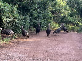  Photo 48