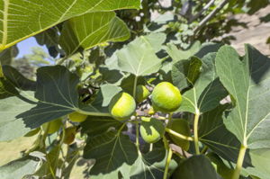  Photo 44