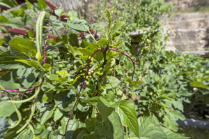  Photo 48