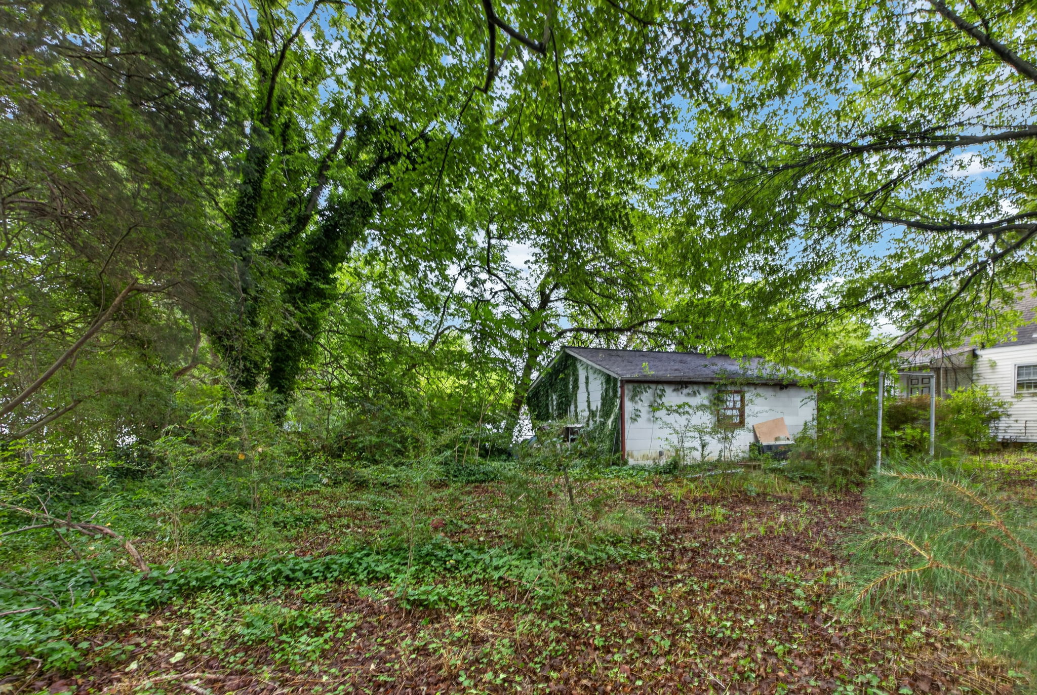 Backyard