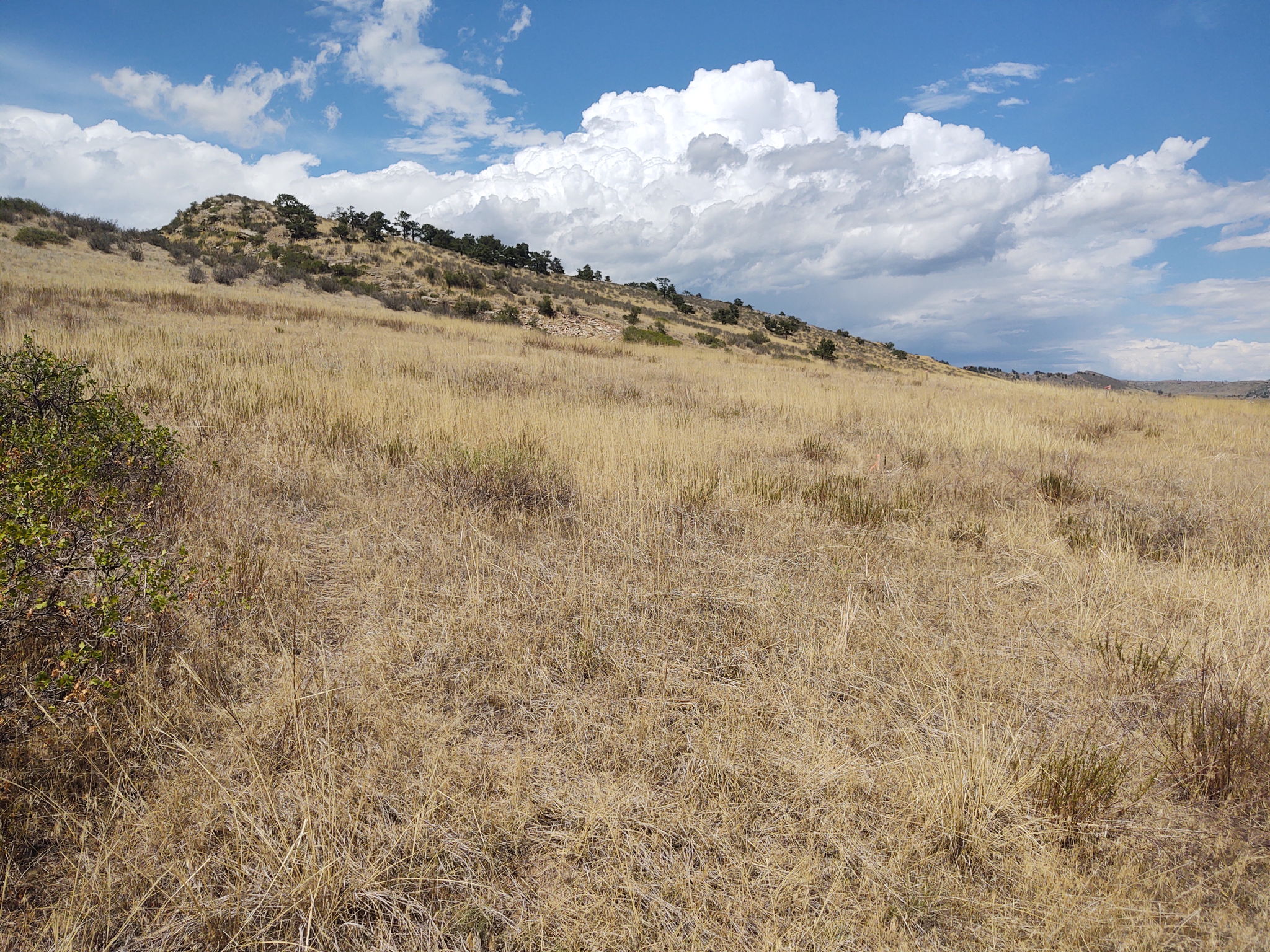 View Across 1-Acre Building Envelope from SE Corner