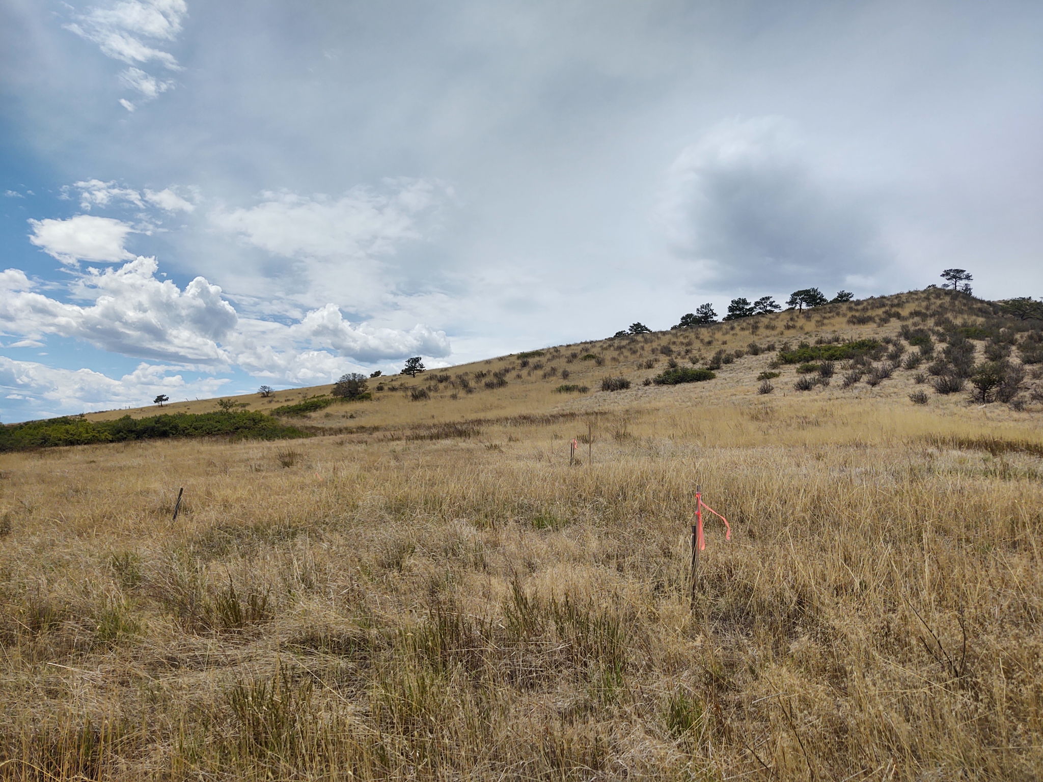 View Across 1-Acre Building Envelope from NE Corner
