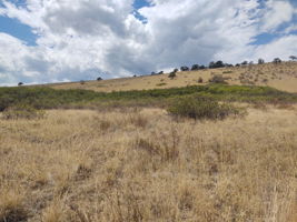 View West Across Property