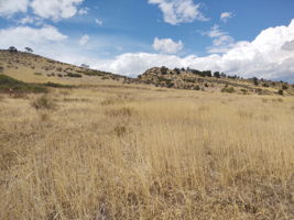 View NW Across Property