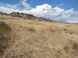 View Across 1-Acre Building Envelope from SE Corner